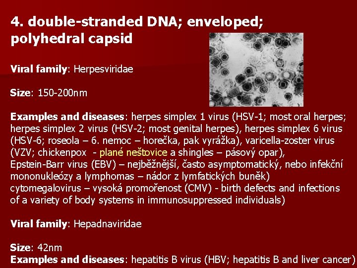 4. double-stranded DNA; enveloped; polyhedral capsid Viral family: Herpesviridae Size: 150 -200 nm Examples