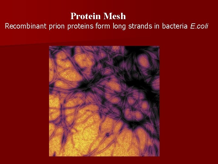 Protein Mesh Recombinant prion proteins form long strands in bacteria E. coli 