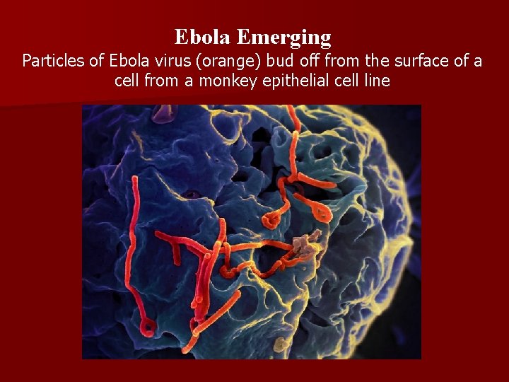 Ebola Emerging Particles of Ebola virus (orange) bud off from the surface of a