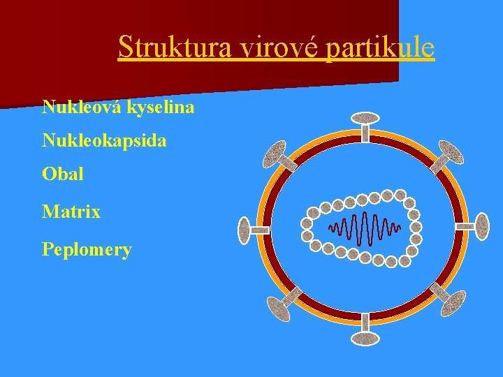 Struktura virové partikule Nukleová kyselina Nukleokapsida Obal Matrix Peplomery 