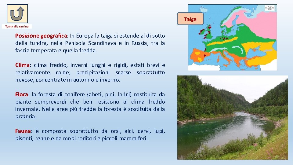 Taiga Posizione geografica: In Europa la taiga si estende al di sotto della tundra,