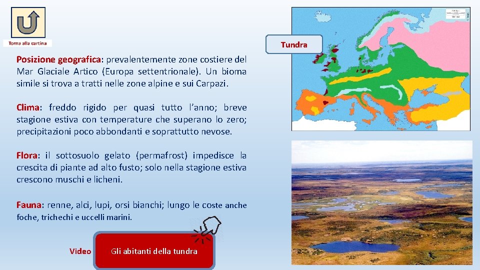 Tundra Posizione geografica: prevalentemente zone costiere del Mar Glaciale Artico (Europa settentrionale). Un bioma