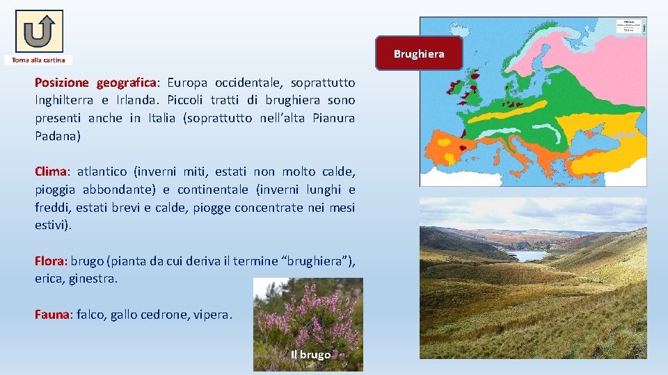 Brughiera Posizione geografica: Europa occidentale, soprattutto Inghilterra e Irlanda. Piccoli tratti di brughiera sono