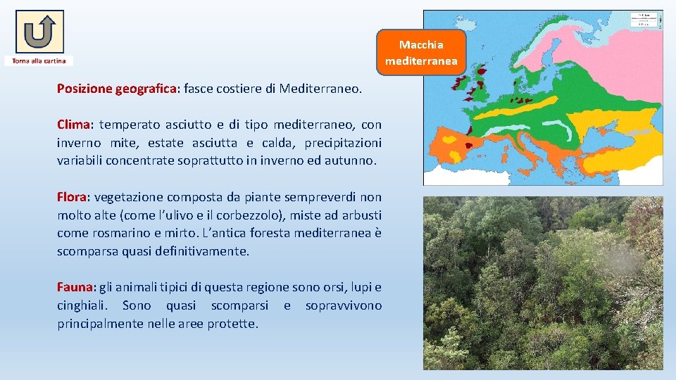 Macchia mediterranea Posizione geografica: fasce costiere di Mediterraneo. Clima: temperato asciutto e di tipo