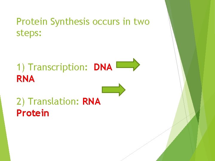 Protein Synthesis occurs in two steps: 1) Transcription: DNA RNA 2) Translation: RNA Protein