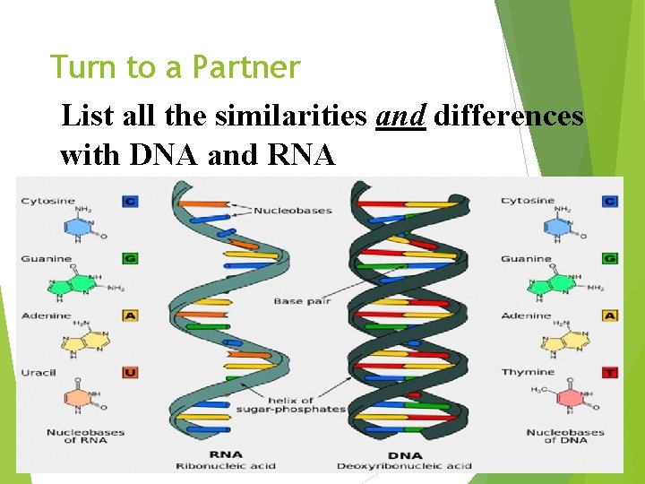 Turn to a Partner List all the similarities and differences with DNA and RNA