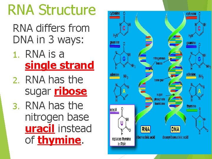 RNA Structure RNA differs from DNA in 3 ways: 1. RNA is a single