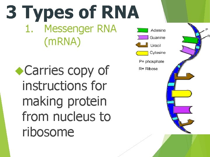 3 Types of RNA 1. Messenger RNA (m. RNA) Carries copy of instructions for