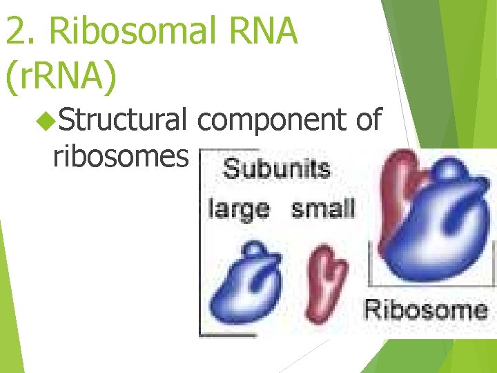 2. Ribosomal RNA (r. RNA) Structural ribosomes component of 