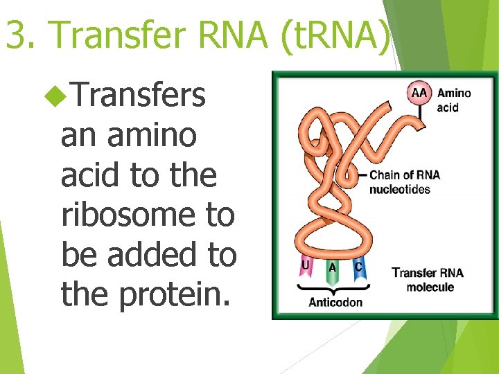 3. Transfer RNA (t. RNA) Transfers an amino acid to the ribosome to be