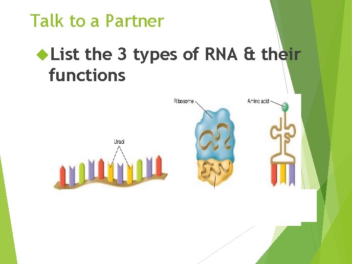 Talk to a Partner List the 3 types of RNA & their functions 
