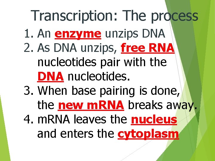 Transcription: The process 1. An enzyme unzips DNA 2. As DNA unzips, free RNA