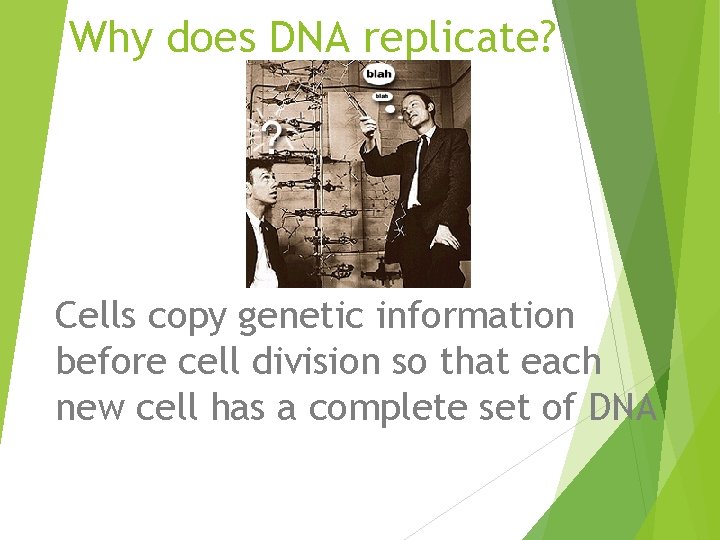 Why does DNA replicate? Cells copy genetic information before cell division so that each