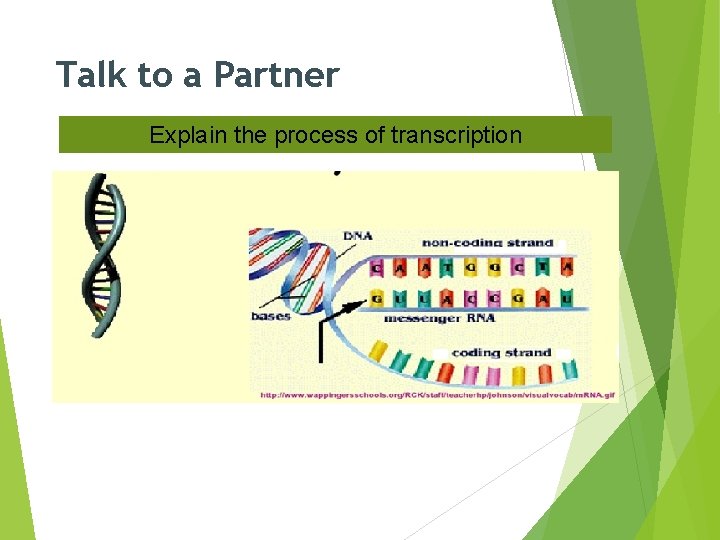 Talk to a Partner Explain the process of transcription 
