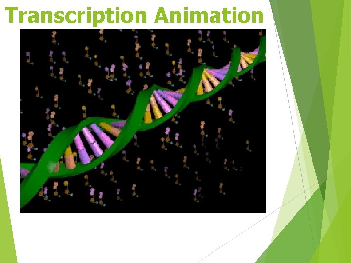 Transcription Animation 