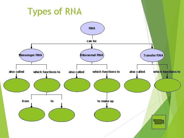 Types of RNA can be Messenger RNA Ribosomal RNA also called which functions to