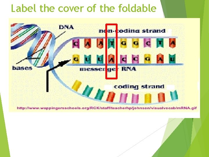 Label the cover of the foldable 