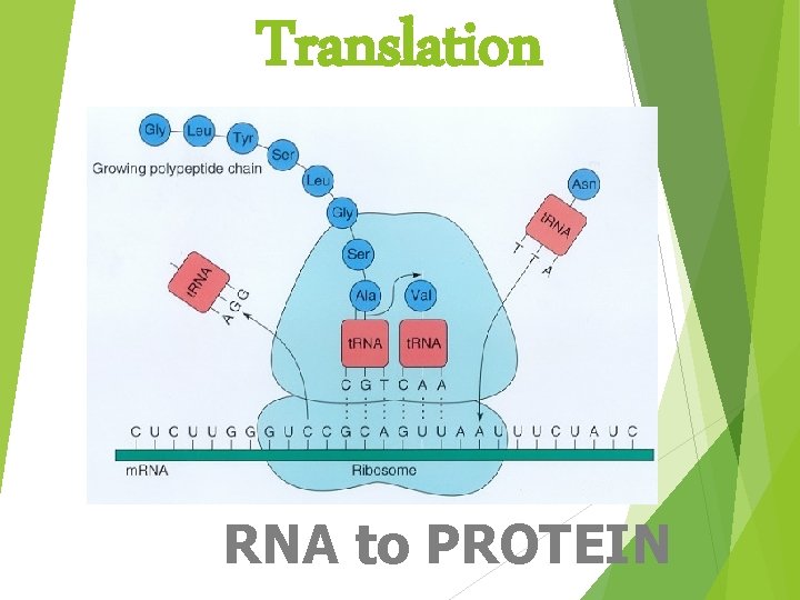 Translation RNA to PROTEIN 