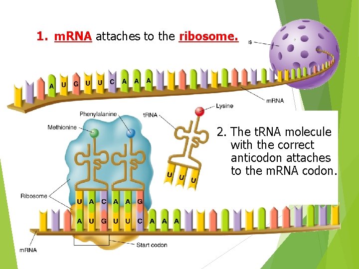 1. m. RNA attaches to the ribosome. 2. The t. RNA molecule with the