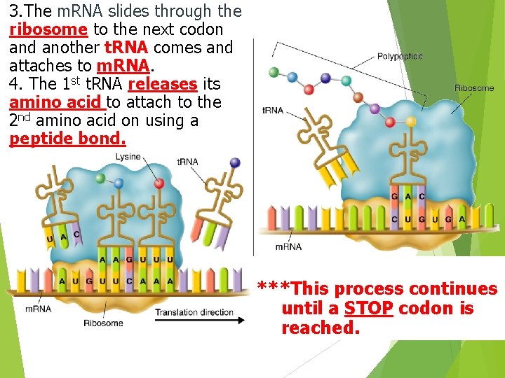 3. The m. RNA slides through the ribosome to the next codon and another