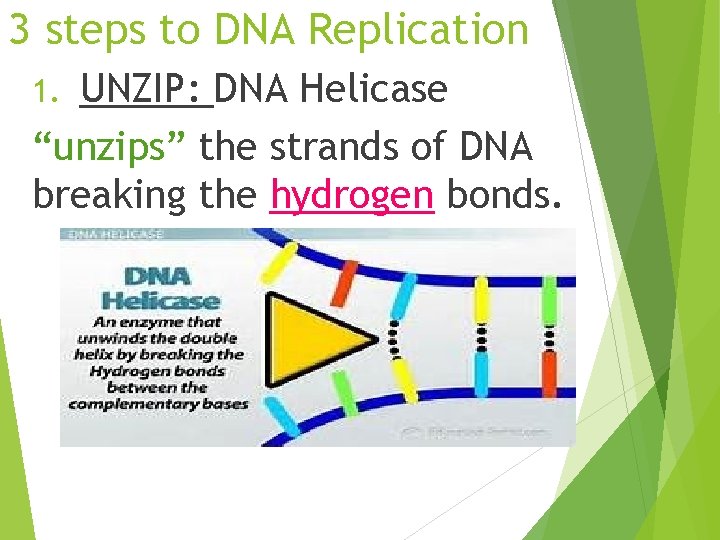 3 steps to DNA Replication UNZIP: DNA Helicase “unzips” the strands of DNA breaking