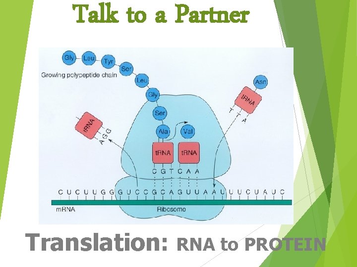 Talk to a Partner Translation: RNA to PROTEIN 