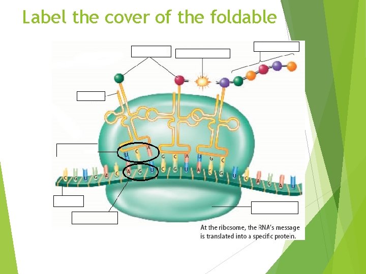 Label the cover of the foldable 