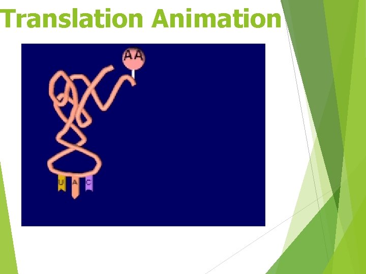 Translation Animation 