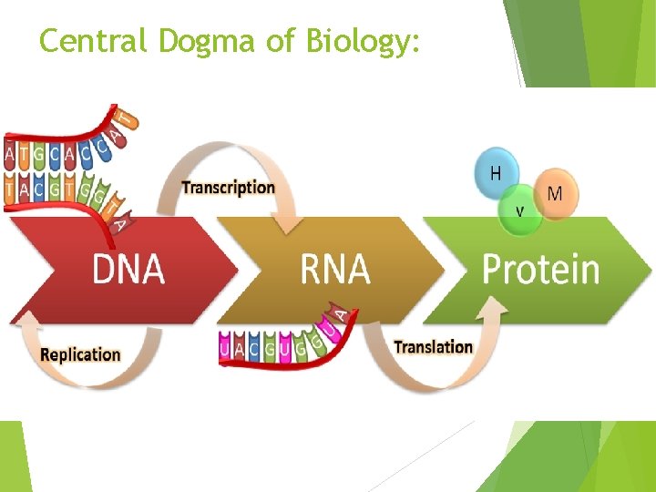 Central Dogma of Biology: 