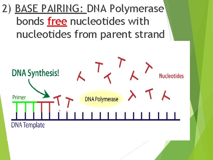 2) BASE PAIRING: DNA Polymerase bonds free nucleotides with nucleotides from parent strand 