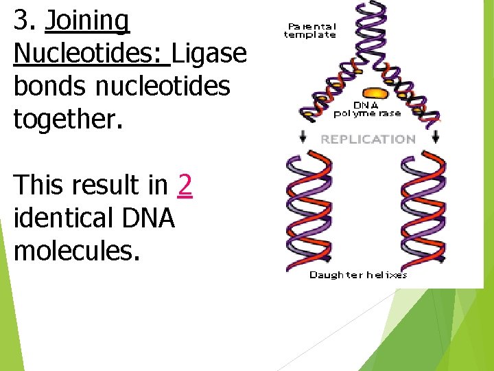 3. Joining Nucleotides: Ligase bonds nucleotides together. This result in 2 identical DNA molecules.