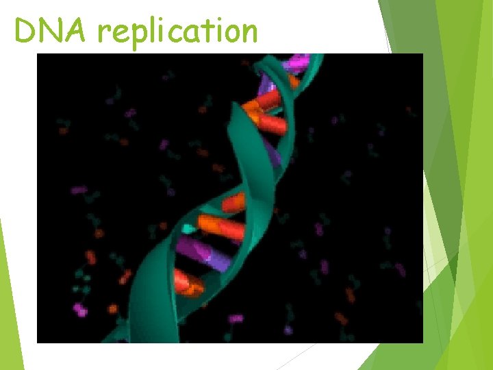 DNA replication 