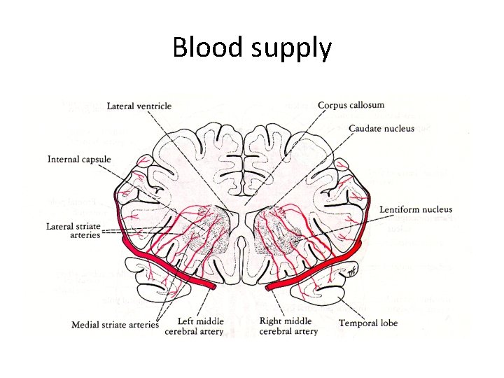 Blood supply Blood supply