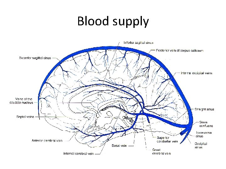 Blood supply Blood supply