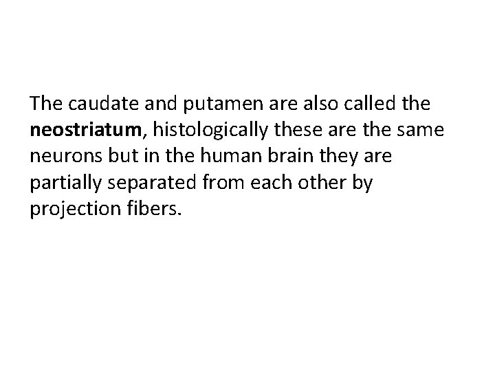 The caudate and putamen are also called the neostriatum, histologically these are the same The caudate and putamen are also called the neostriatum, histologically these are the same