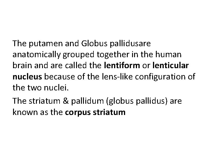 The putamen and Globus pallidusare anatomically grouped together in the human brain and are The putamen and Globus pallidusare anatomically grouped together in the human brain and are
