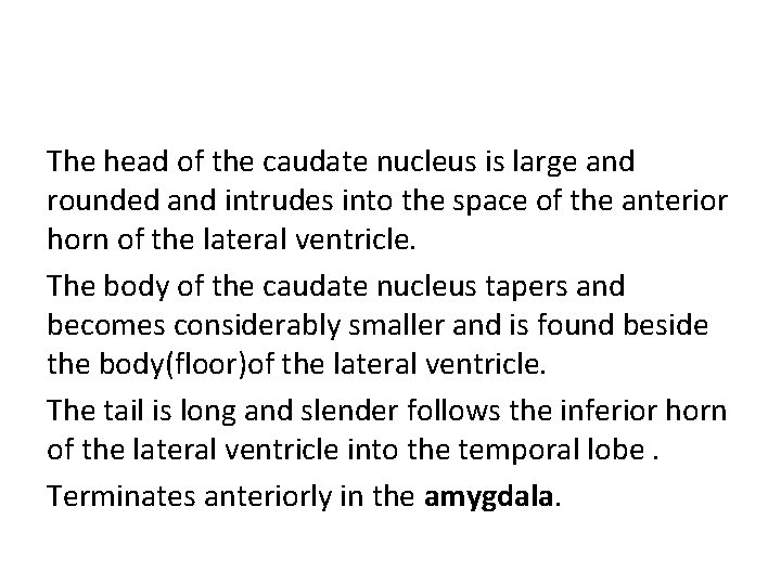The head of the caudate nucleus is large and rounded and intrudes into the The head of the caudate nucleus is large and rounded and intrudes into the