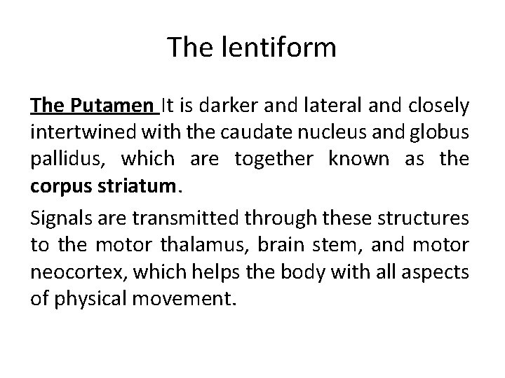 The lentiform The Putamen It is darker and lateral and closely intertwined with the The lentiform The Putamen It is darker and lateral and closely intertwined with the