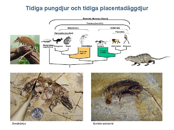 Tidiga pungdjur och tidiga placentadäggdjur Sinodelphys Eomaia scansoria 