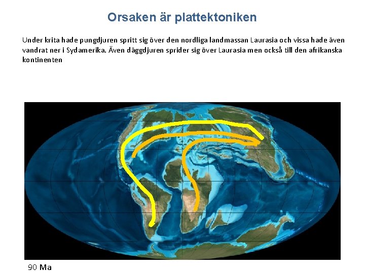 Orsaken är plattektoniken Under krita hade pungdjuren spritt sig över den nordliga landmassan Laurasia