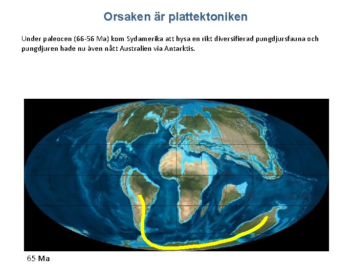 Orsaken är plattektoniken Under paleocen (66 -56 Ma) kom Sydamerika att hysa en rikt