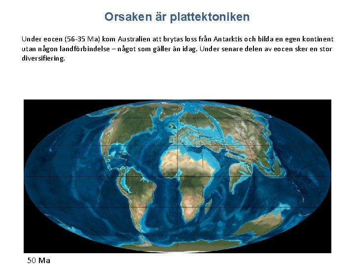 Orsaken är plattektoniken Under eocen (56 -35 Ma) kom Australien att brytas loss från