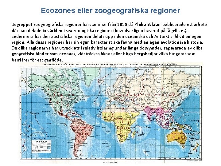 Ecozones eller zoogeografiska regioner Begreppet zoogeografiska regioner härstammar från 1858 då Philip Sclater publicerade