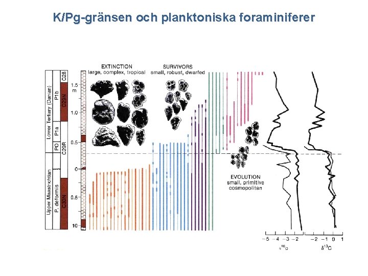 K/Pg-gränsen och planktoniska foraminiferer 