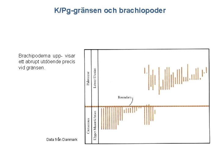K/Pg-gränsen och brachiopoder Brachipoderna upp- visar ett abrupt utdöende precis vid gränsen. Data från