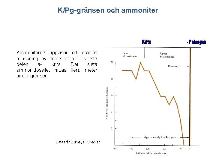 K/Pg-gränsen och ammoniter Ammoniterna uppvisar ett gradvis minskning av diversiteten i översta delen av