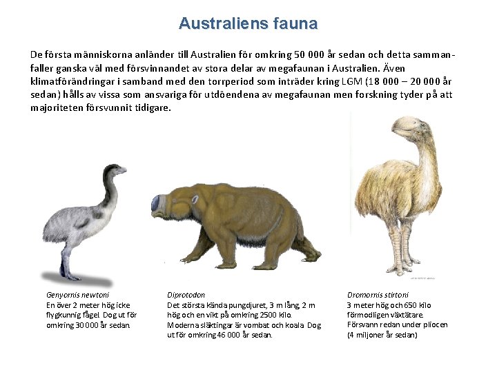 Australiens fauna De första människorna anländer till Australien för omkring 50 000 år sedan