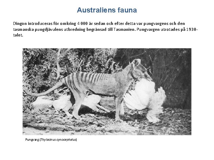 Australiens fauna Dingon introduceras för omkring 4 000 är sedan och efter detta var