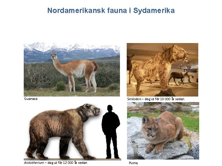 Nordamerikansk fauna i Sydamerika Guanaco Arctotherium – dog ut för 12 000 år sedan