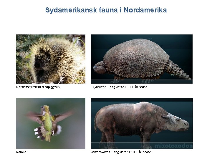 Sydamerikansk fauna i Nordamerikanskt trädpiggsvin Glyptodon – dog ut för 11 000 år sedan